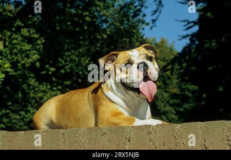 Old english bulldog hot sale fci