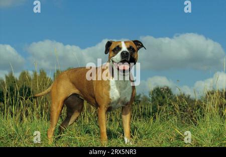 American fashion staffordshire terrier fci