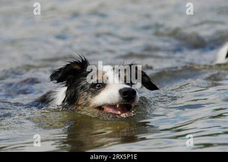 Border collie swimming in the water Stock Photo