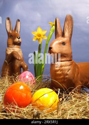 Three Easter eggs in a nest in front of daffodils with Easter bunny Stock Photo