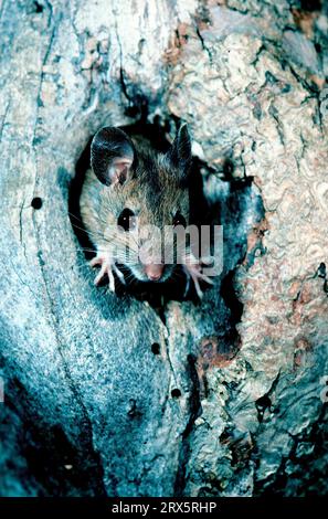 alpine wood mouse (Apodemus alpicola), walking over a branch Stock ...