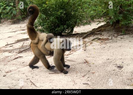 Grey woolly monkey with young (Lagothrix lagotricha), releasable, Brazil Stock Photo