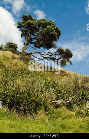 Northern Rata tree, Pakiri Beach, New Zealand (Metrosideros robusta) Stock Photo
