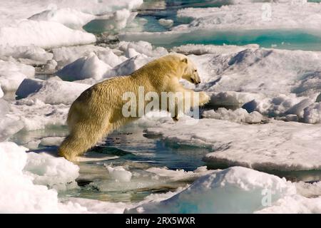 Polar bear (Thalassarctos maritimus) Davis Strait, Labrador, Canada Stock Photo