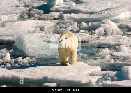 Polar Bear (Thalassarctos maritimus) Davis Strait, Labrador, Canada Stock Photo