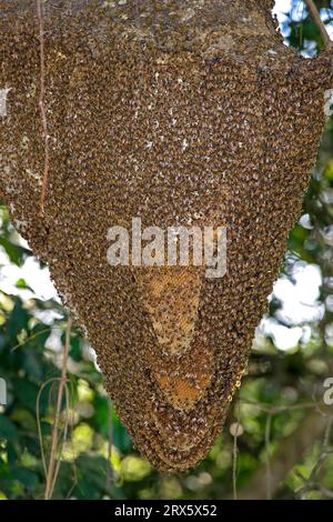 African killer bee (Apis mellifera), Pantanal, bee, bee swarm, hive, bee nest, Brazil Stock Photo