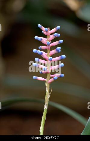 Neoregelia (Neoregelia smithii) Stock Photo