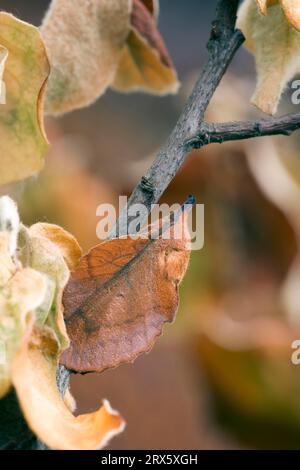 Lappet (Gastropacha quercifolia), Bulgaria Stock Photo