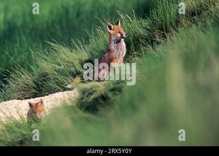 Red fox (Vulpes vulpes), the fox cubs try solid food (fox) for the first time after 3, 4 weeks (Photo young foxes from two females), Red Fox, the Stock Photo