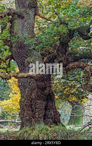 English Oak a tree named Bowthorpe Oak in Lincolnshire England is estimated to be 1, 000 years old (Pedunculate Oak) (French Oak) Stock Photo