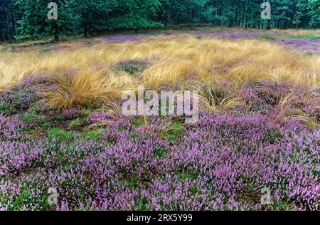 Common heather (Calluna vulgaris) in flower on a rainy day in August, Common Heather blooming field on a rainy day in August Stock Photo