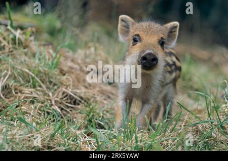 Frischling beobachtet aufmerksam den Fotografen (Wildschwein) (Wild Boar piglet observing alert the photographer (Wild Hog) (Feral Pig) (Sus scrofa) Stock Photo