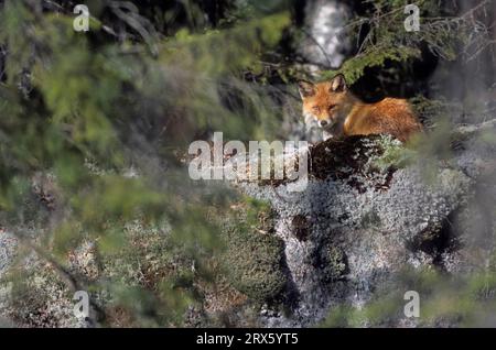 Red Fox (Vulpes vulpes) lying relaxed on a rock and enjoying the sun (Red Fox) (Fuchs), Red Fox relaxing on a rock and enjoying the sun (European Red Stock Photo