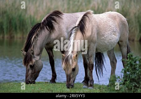 Konik, Hengste grazing am Ufer eines Teiches (Waldtarpan-Rueckzuechtung), Heck Horse stallions grazing at pondside (Tarpan-breeding back) (Equus Stock Photo