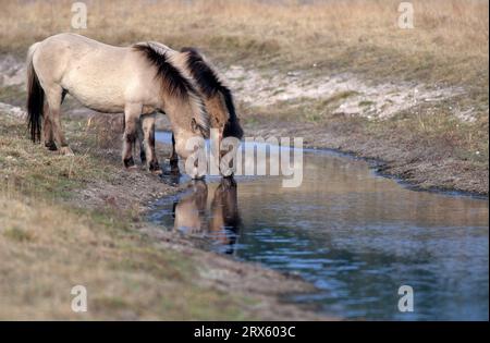Konik, stallion and mare standing drinking at a riverbank (Tarpan-breeding back), Heck Horse stallion and mare standing drinking at a riverbank Stock Photo