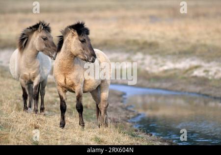Konik, stallion and mare standing at a riverbank (Tarpan-breeding back), Heck Horse stallion and mare standing at a riverbank (Tarpan-breeding back) Stock Photo