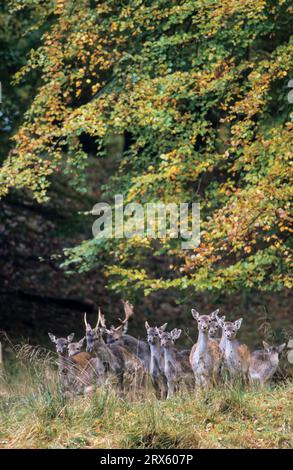 Fallow deer (Dama dama) in the rutting season), Fallow deer hind, dam and young bull in the rutting season Stock Photo