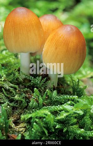 Glistening Inkcap (Coprinus micaceus) is a not recognised edible mushroom although its toxicity is not attested (Shiny Cap) (Glistening Inkcap) Stock Photo