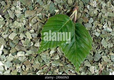 White birch, fresh and dried leaves, weeping birch (Betula pendula), birch Stock Photo