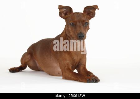 Miniature store pinscher grey