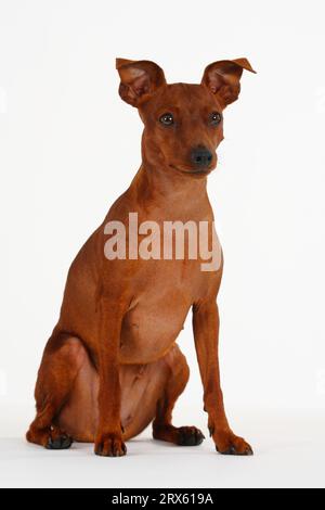 Miniature pinscher hot sale grey