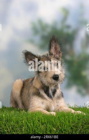 Berger Picard, puppy, 14 weeks, Berger de Picardie Stock Photo
