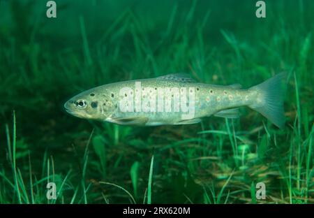 Brown Trout (Salmo trutta fario), Austria, River Trout, Brook, side Stock Photo