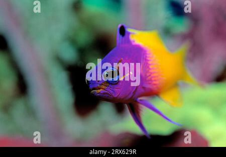 Royal Gramma, Bahamas, Fairy Basslet (Gramma loreto) Stock Photo