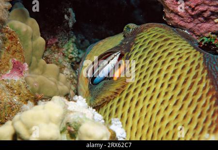 Cleaner wrasse cleans titan triggerfish (Balistoides viridescens), Red Sea, Bluestreak cleaner wrasse (Labroides dimidiatus) Common cleaner wrasse Stock Photo