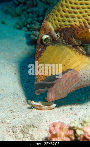 Titan triggerfish (Balistoides viridescens) eats mussel, Red Sea, Giant triggerfish, Titan triggerfish, Green triggerfish, Egypt Stock Photo