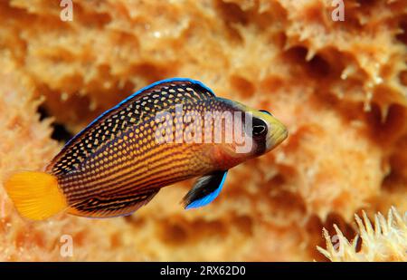 Splendid Dottyback (Pseudochromis splendens), Sulawesi, free-ranging, Indonesia Stock Photo