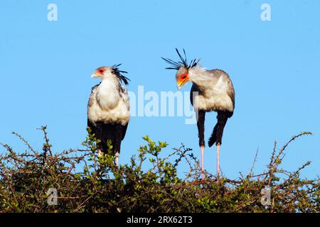 Secretaries (Sagittarius serpentarius) pair at nest, Nairobi National Park, Secretary bird, Kenya Stock Photo