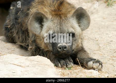 Spotted hyena (Crocuta crocuta), young, Amboseli National Park, hyena, Kenya Stock Photo