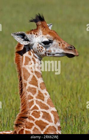 Rothschild's giraffe, young, Lake Nakuru National Park, Uganda giraffe (Giraffa camelopardalis rothschildi), Kenya Stock Photo