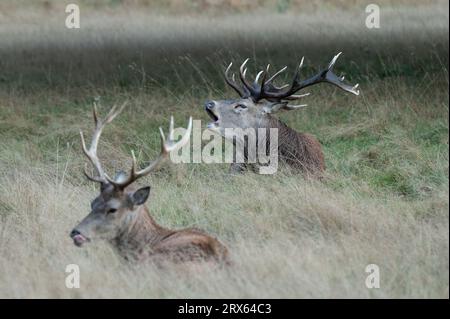 Bushy Park, London, UK. September 21, 2023. Red deer rutting season in Bushy Park. Stock Photo