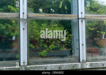 section of a glass wall of a tropical flower greenhouse, outside view Stock Photo