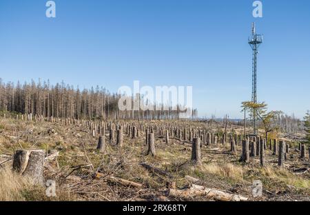 Germany, Saxony-Anhalt, Cut down spruces in Harz National Park Stock Photo