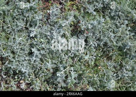 sea wormwood (Artemisia maritima),North Sea,Germany Stock Photo