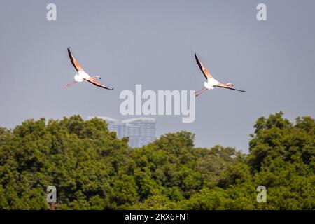 Two greater Flamingos (Phoenicopterus roseus) flying over Ras Al Khor Wildlife Sanctuary in Dubai, skyscrapers in the background. Stock Photo