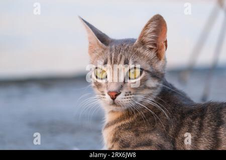 Close up tabby brown cat with green eyes isolated background. Selective focus included. Open space area. Stock Photo