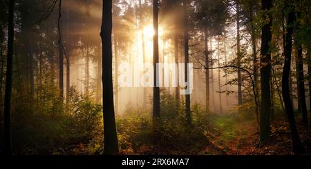 Enchanting moody panorama with sunrays illuminating the fog in the woods. A cinematic fairytale scenery Stock Photo