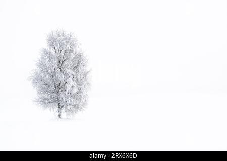 Lone tree in the white snow Stock Photo