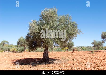 Olivos con aceituna madurando en verano. Olivar mediterráneo en España Stock Photo
