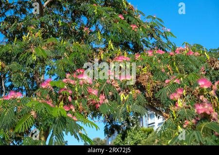 Close up pink albizia julibrissin silk flower mimosa tree. Selective focus included. Stock Photo