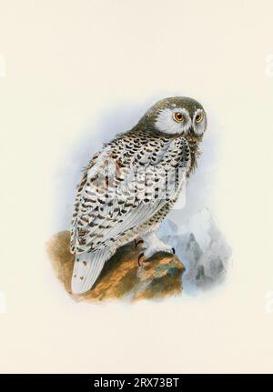 Owl illustration. A beautiful digital artwork of classic birds. Vintage-style bird illustration. Stock Photo