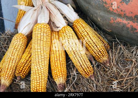 Pumpkin and corn cobs in the autumn park. Autumn still life. Stock Photo