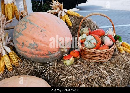 Autumn basket with small pumpkins and ears of corn in an autumn park on a haystack. Autumn still life. Stock Photo