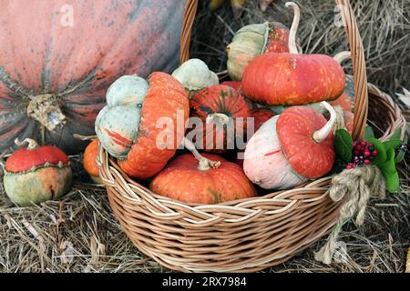 Autumn basket with small pumpkins and ears of corn in an autumn park on a haystack. Autumn still life. Stock Photo