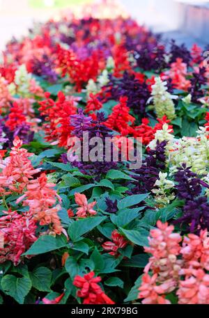 Autumn wallpaper. Multi-colored salvia flowers. Autumn background, texture Stock Photo