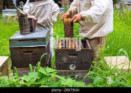 Apiarists or beekeepers checking the beehives with a beesmoker and protective suit in apiary. Apiculture or beekeeping background photo. Stock Photo